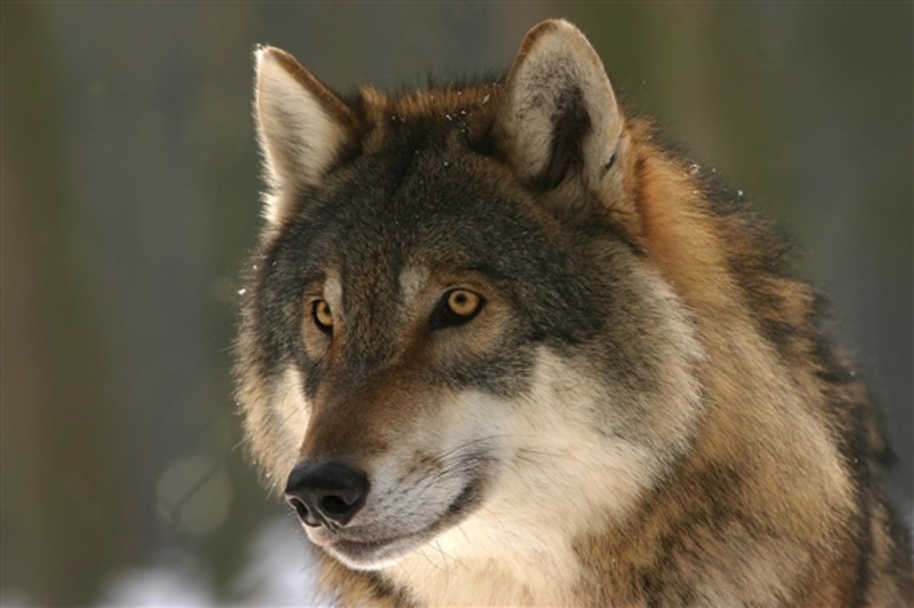Der Wolf sorgt auch im Ständerat für Emotionen. (Bild Pixabay)