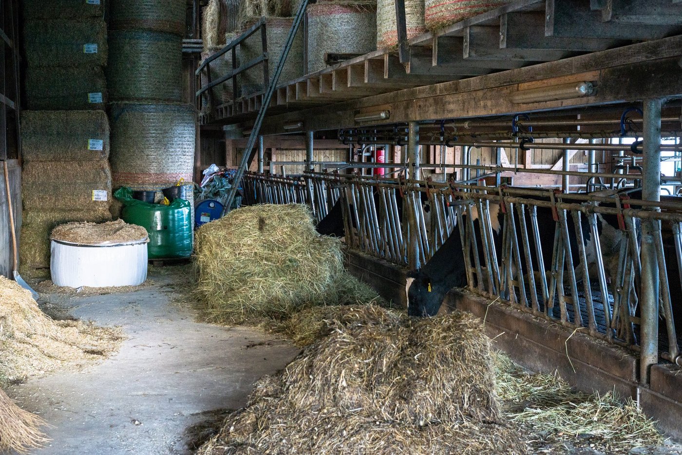 Eine gute Futterqualität ist Voraussetzung für Tierwohl und -leistung. Eine Optimierung der Trocknung kann viel dazu beitragen. (Bild Hansjürg Jäger)