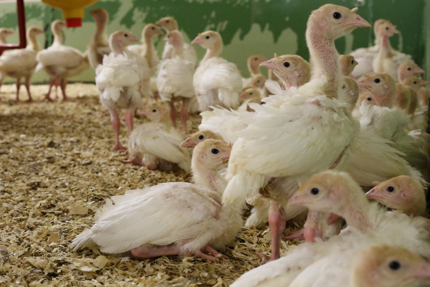 Die jungen Truten bleiben acht Wochen bei Niederhausers.