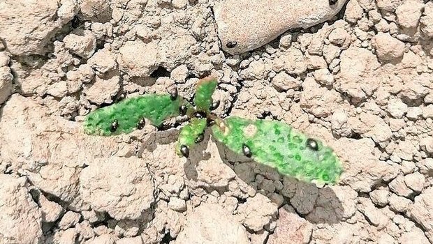 In trocken gebliebenen Gebieten wurden z. T. massive Erdflohbefälle festgestellt. Nach dem Regen ist eine genaue Kontrolle gefragt. 