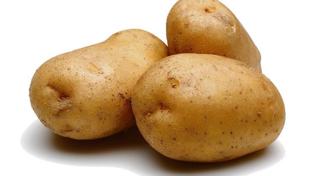 Saatkartoffeln stellen hohe Herausforderungen an die Produzent(innen).