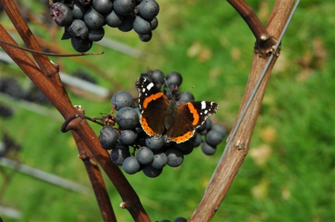 Die Schweizer Weinbauern können aufatmen: Der Wein aus Schweizer Reben ist wieder gefragter. (Bild: zVg)