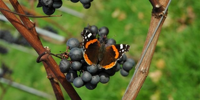 Die Schweizer Weinbauern können aufatmen: Der Wein aus Schweizer Reben ist wieder gefragter. (Bild: zVg)