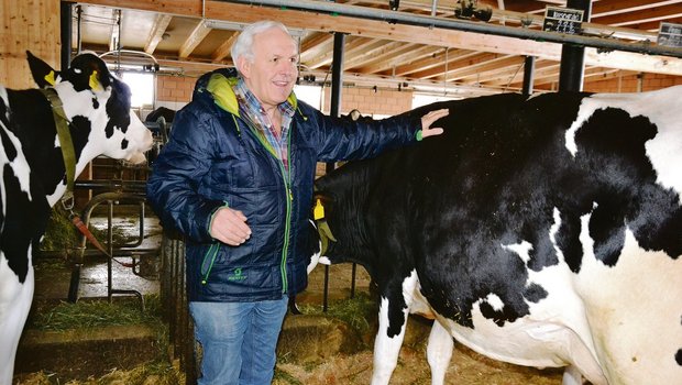 Zwischen den Holstein-Kühen seines Bruders Walter fühlt sich Hans Baumgartner wie zu Hause.(Bilder Peter Fankhauser)