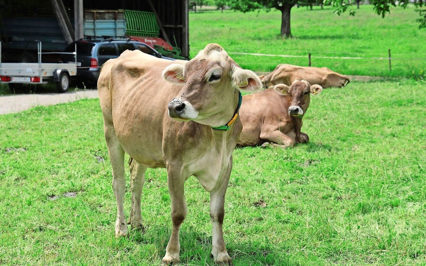 Kühe auf der Weide bei Marcel Ackermann: Ein lebendiger Teil des regenerativen Landwirtschaftssystems, das Boden und Betrieb stärkt.