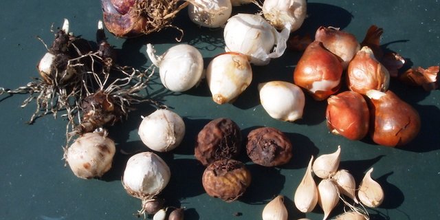 Zwiebelpflanzen bereichern in ihrer Vielfalt den Blütenreichtum durch die Saison. Damit das so ist, muss ihr Pflanzzeitpunkt aber geplant werden. (Bild rb)