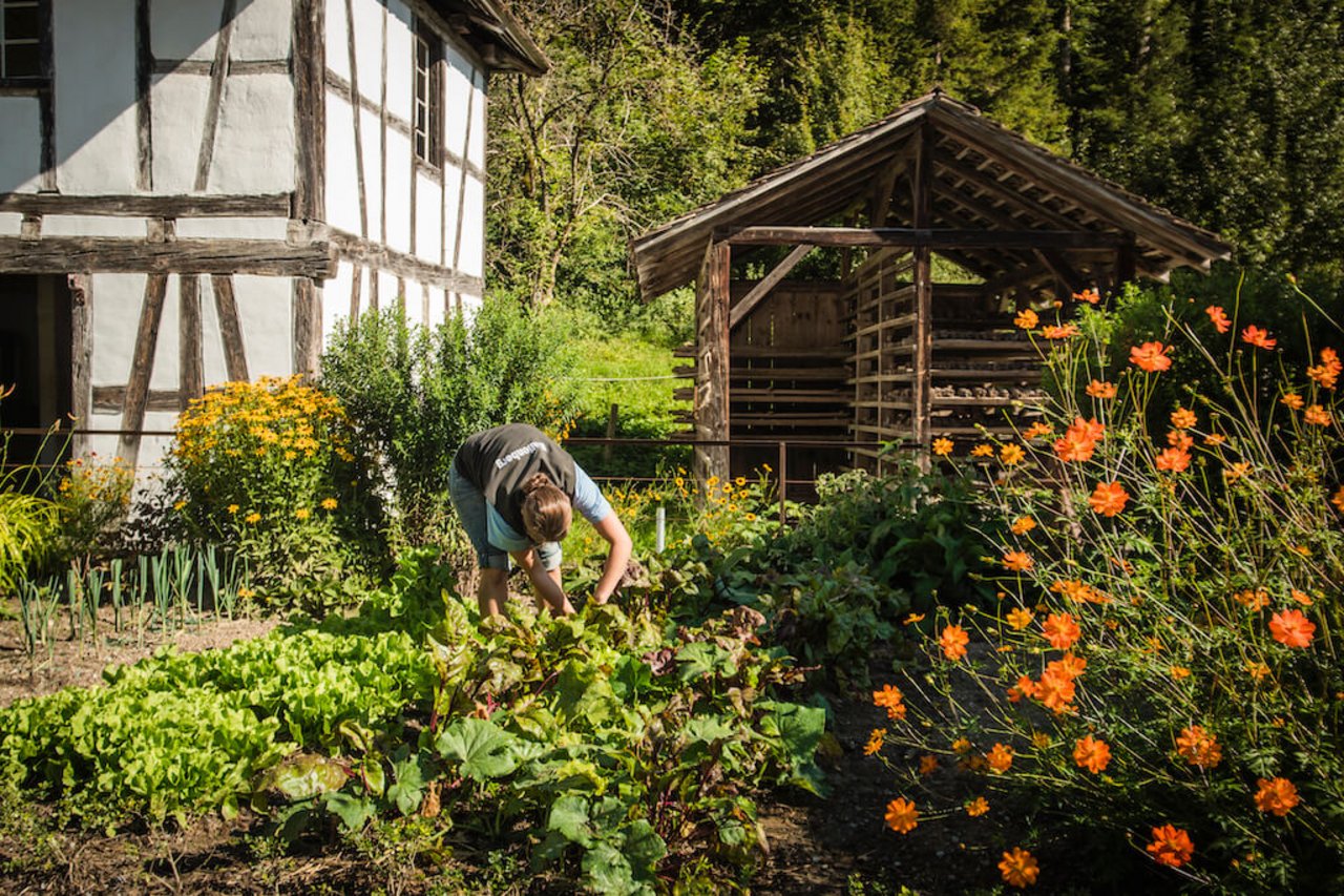 2020 lautet das Jahresthema des Freilichtmuseums Ballenberg «Garten». In 12 neu bepflanzten Gärten wird die Geschichte des Gemüsebaus in der Schweiz aufgezeigt. (Bild zVg)