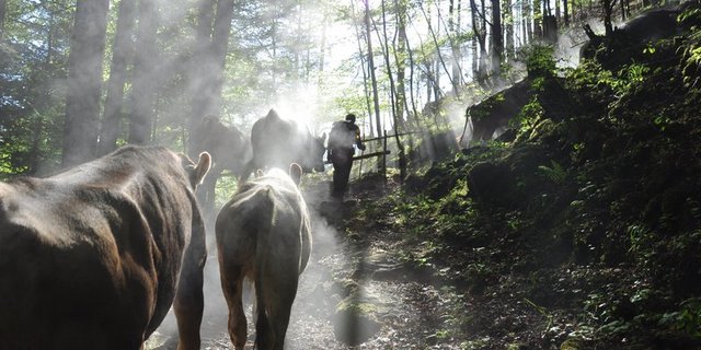 Ein Älpler marschiert mit seinen Rindern auf eine Alp oberhalb Attinghausen UR. (Bild ag)