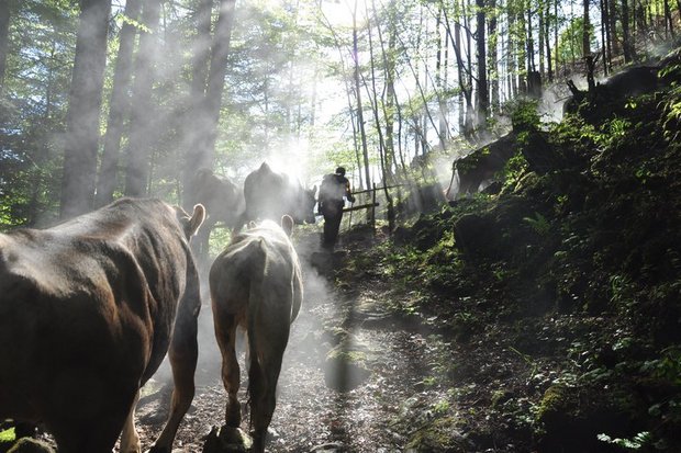 Ein Älpler marschiert mit seinen Rindern auf eine Alp oberhalb Attinghausen UR. (Bild ag)