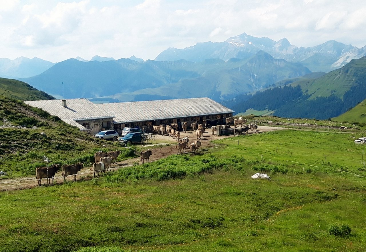 Die Kühe auf dem Weg zurück zum Obersäss der Alp Ascharina.