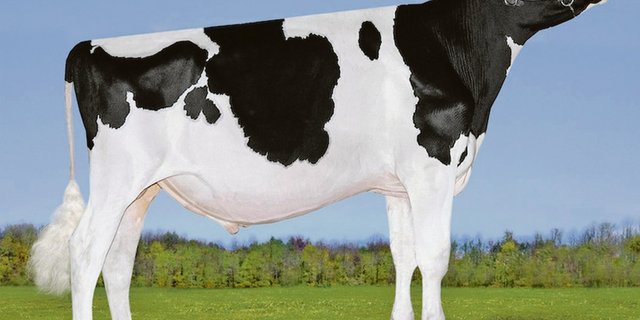 Von Dymentholm Mr Apples Avalanche stehen mindesten neun Töchter in der Schweiz. Er ist ein direkter Sohn einer geklonten Kuh und damit «unerwünscht» hierzulande. (Bild Patty Jones)