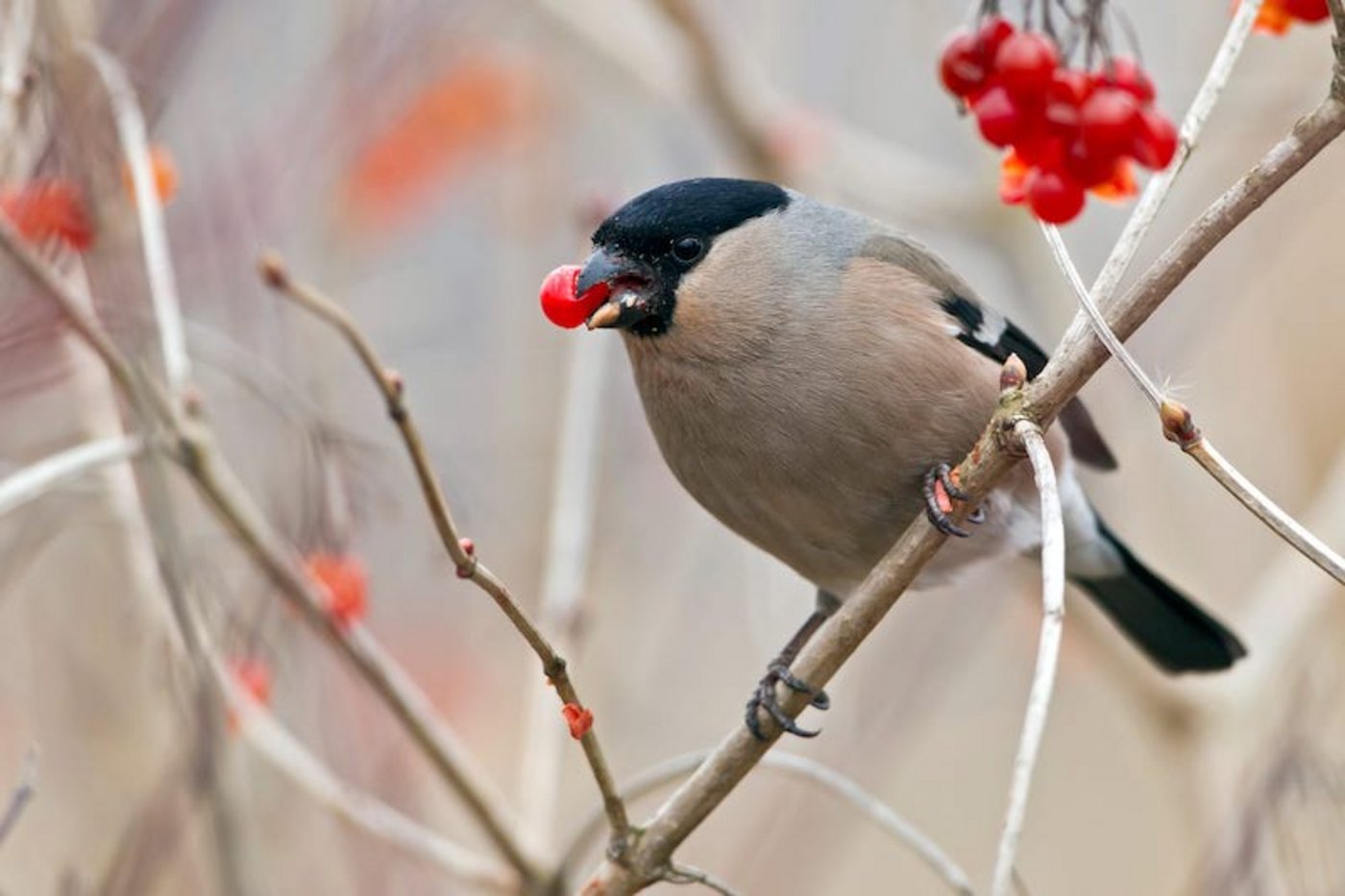 Die Beeren einheimischer Sträucher sind nicht nur für Gimpel (im Bild ein Weibchen), sondern auch für viele andere Kleinvögel eine beliebe Nahrungsquelle. (Bild Vogelwarte/ Marcel Burkhardt)