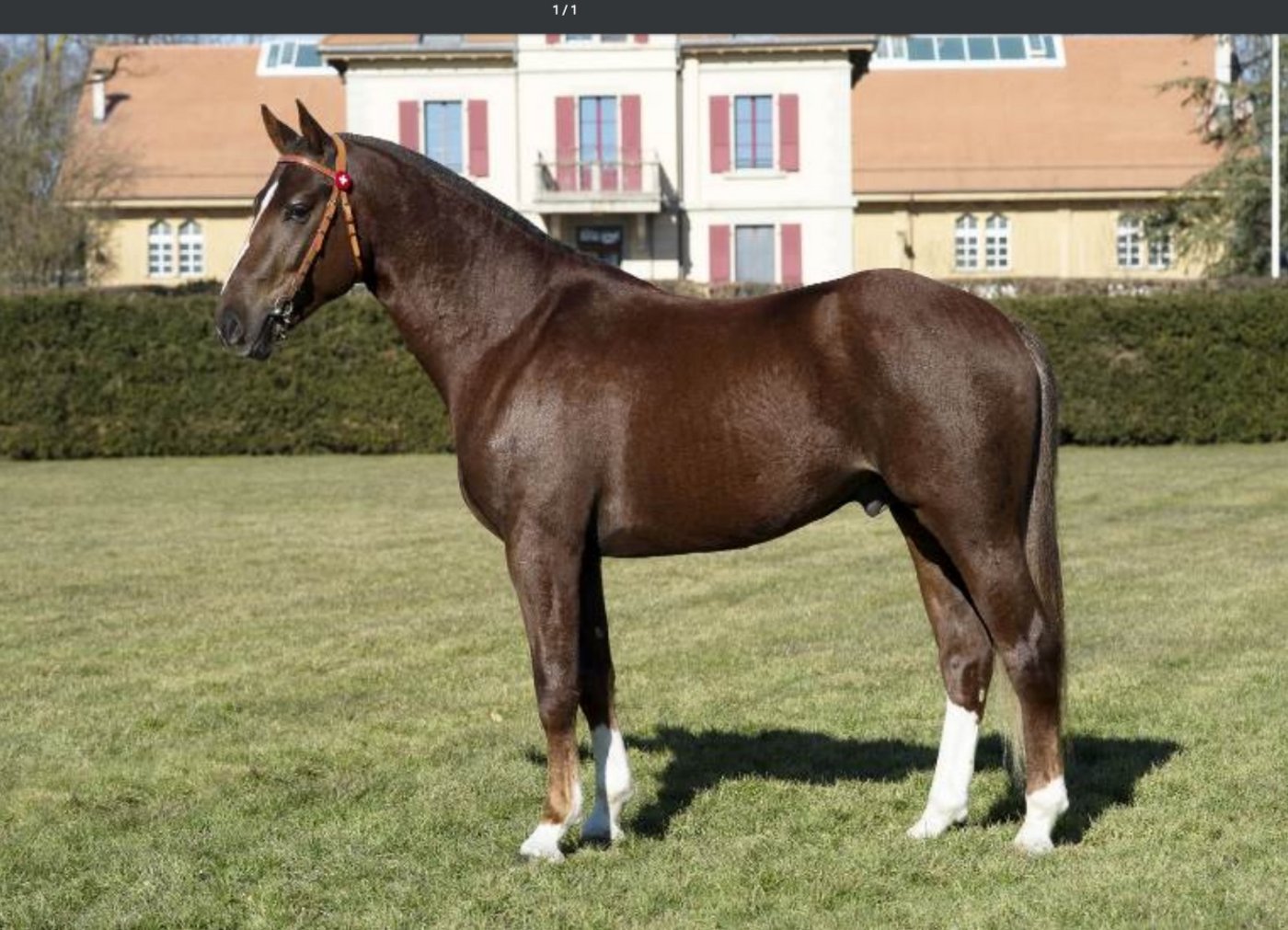 Auch Don Athos hätte 2015 richtigerweise in Glovelier scheitern müssen. Sein weisser Bauchfleck wurde anscheinend erst später entdeckt. (Bild Screeshot/ Agroscope)
