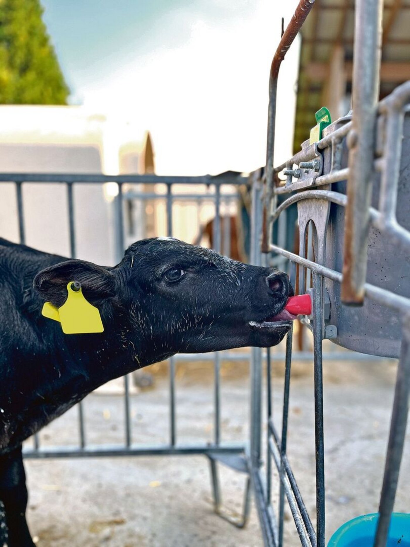 Grundsätzlich kommen kurze Nuggi zum Einsatz, an denen die Kälber stärker saugen müssen. So wird die Tränkezeit verlängert.