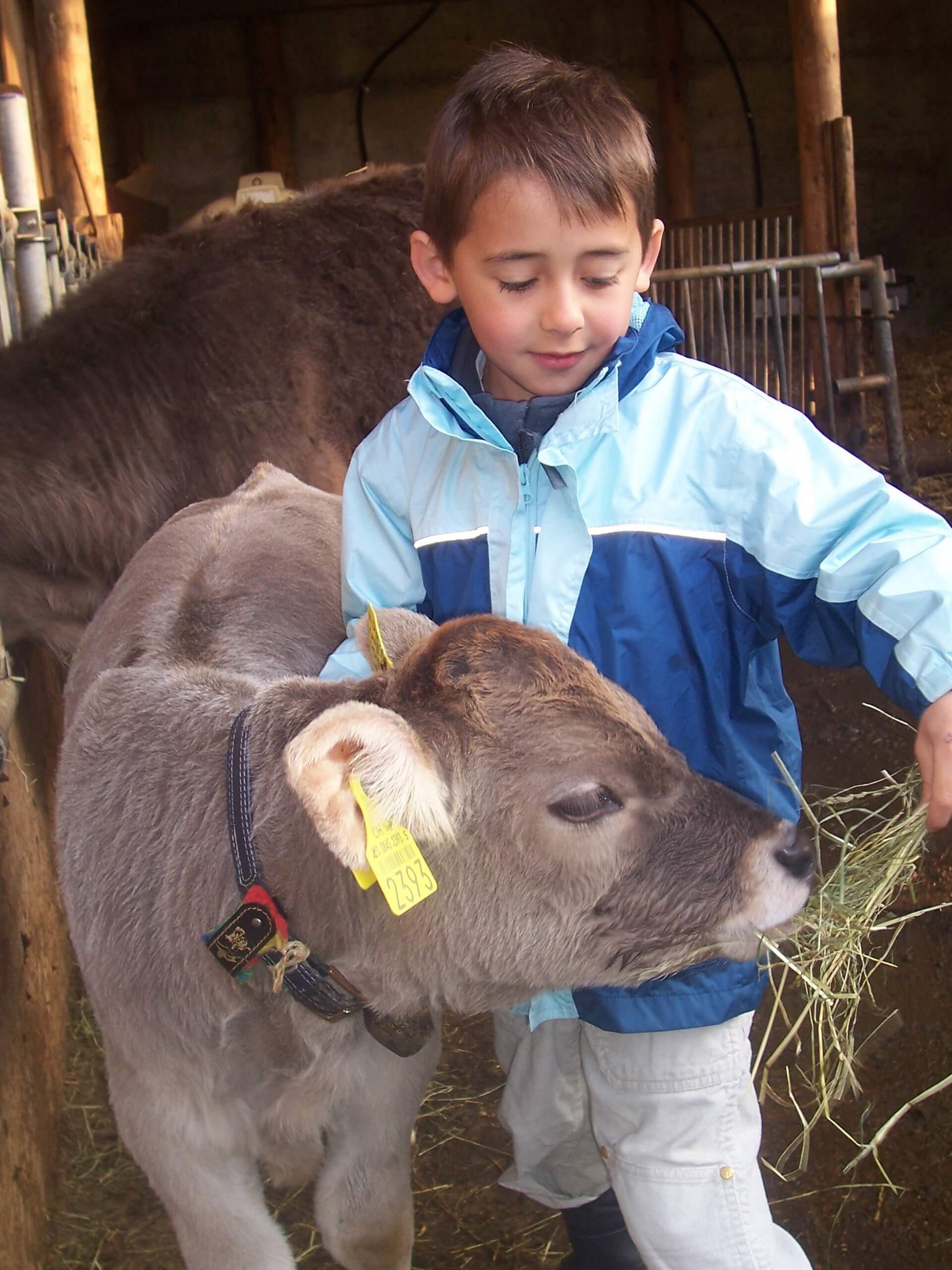 Mini war ein Frühchen und ist noch heute etwas kleiner als die anderen Kühe in der Herde. 