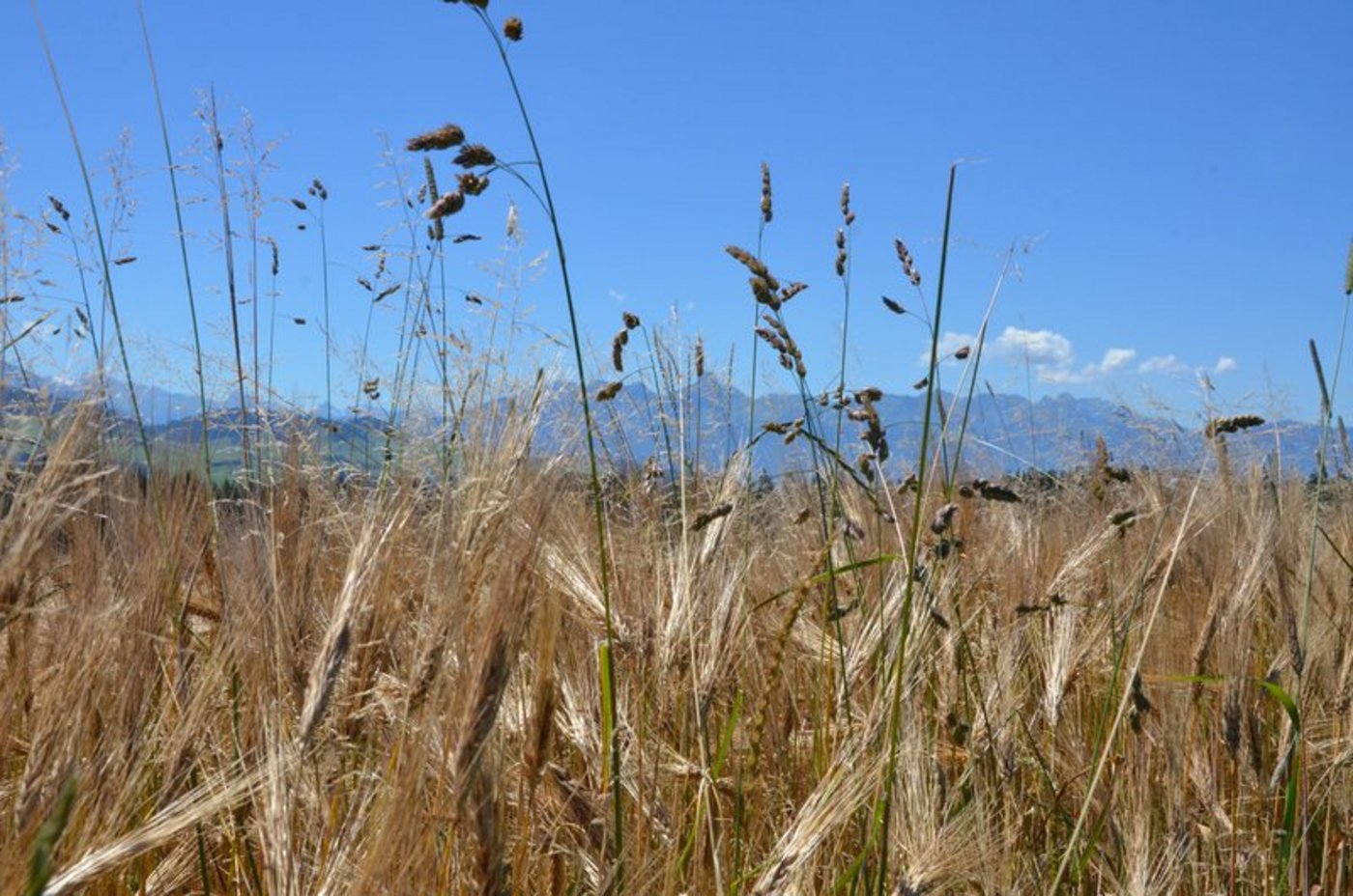 Biologische Mittel sollen weiterhin auch im Rahmen dieser Massnahme erlaubt sein. (Bild BauZ)
