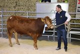 Zum Limousin-Champion des Tages wurde 14 Monate alte Stier Ultra-Annen-Lm von Marcel und Yolan-da Annen-Grob aus Alikon AG gewählt. Der mit 93-Synthese-Punkten ausgezeichnete Stier fand an der Auktion vom 16. Januar 2020 für 5600 Franken einen Käufer. (B 