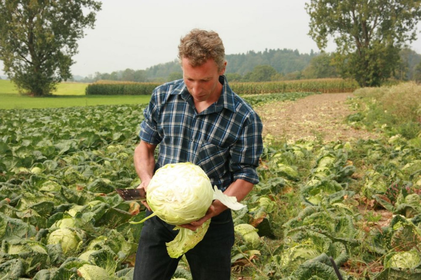 Thomas Wüthrich aus Wynau BE ist mit der Wirkung des Blühstreifens in seinem Kohlfeld zufrieden. (Bild: Anton Haas)