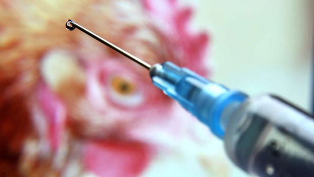 Resistente Keime bei Hühnern werden durch den vermehrten Antibiotikaeinsatz selektiert und können beispielsweise über den Fleischverzehr in den menschlichen Organismus gelangen. (Bild tOrange.biz)