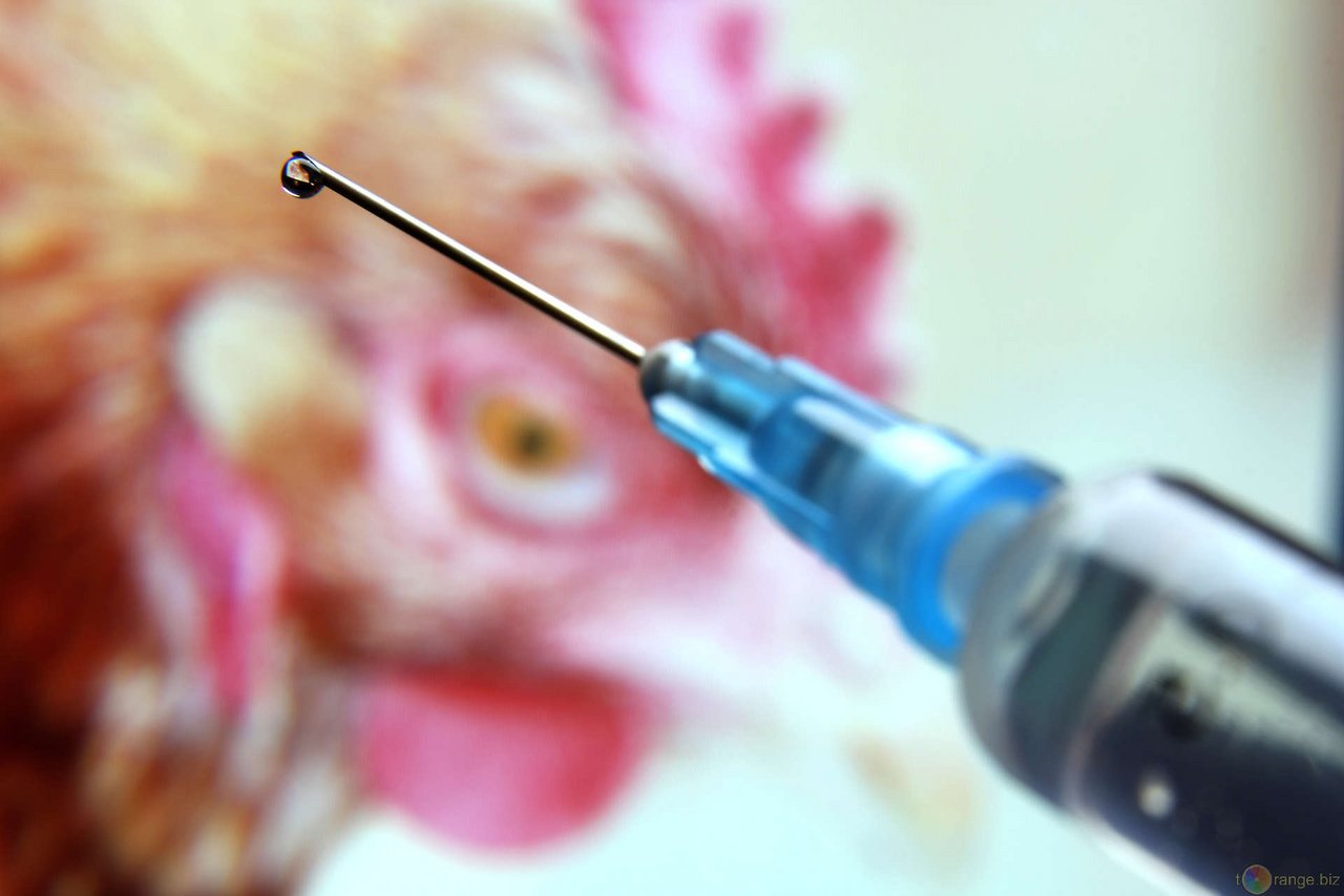 Resistente Keime bei Hühnern werden durch den vermehrten Antibiotikaeinsatz selektiert und können beispielsweise über den Fleischverzehr in den menschlichen Organismus gelangen. (Bild tOrange.biz)