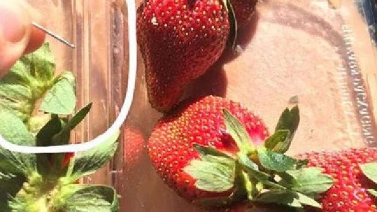 Bild einer der gefundenen Nadeln in einer australischen Erdbeerbpackung. (Bild CourierMail.com)