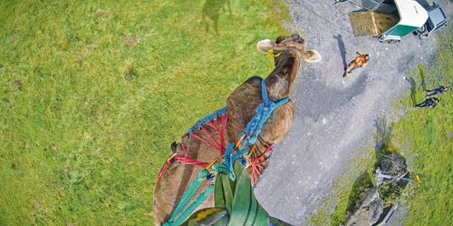Die kleine, am Seil befestigte Kamera ermöglicht es, während des Fluges die Perspektive der Kuh einzunehmen. (Bild Sam Rolli)
