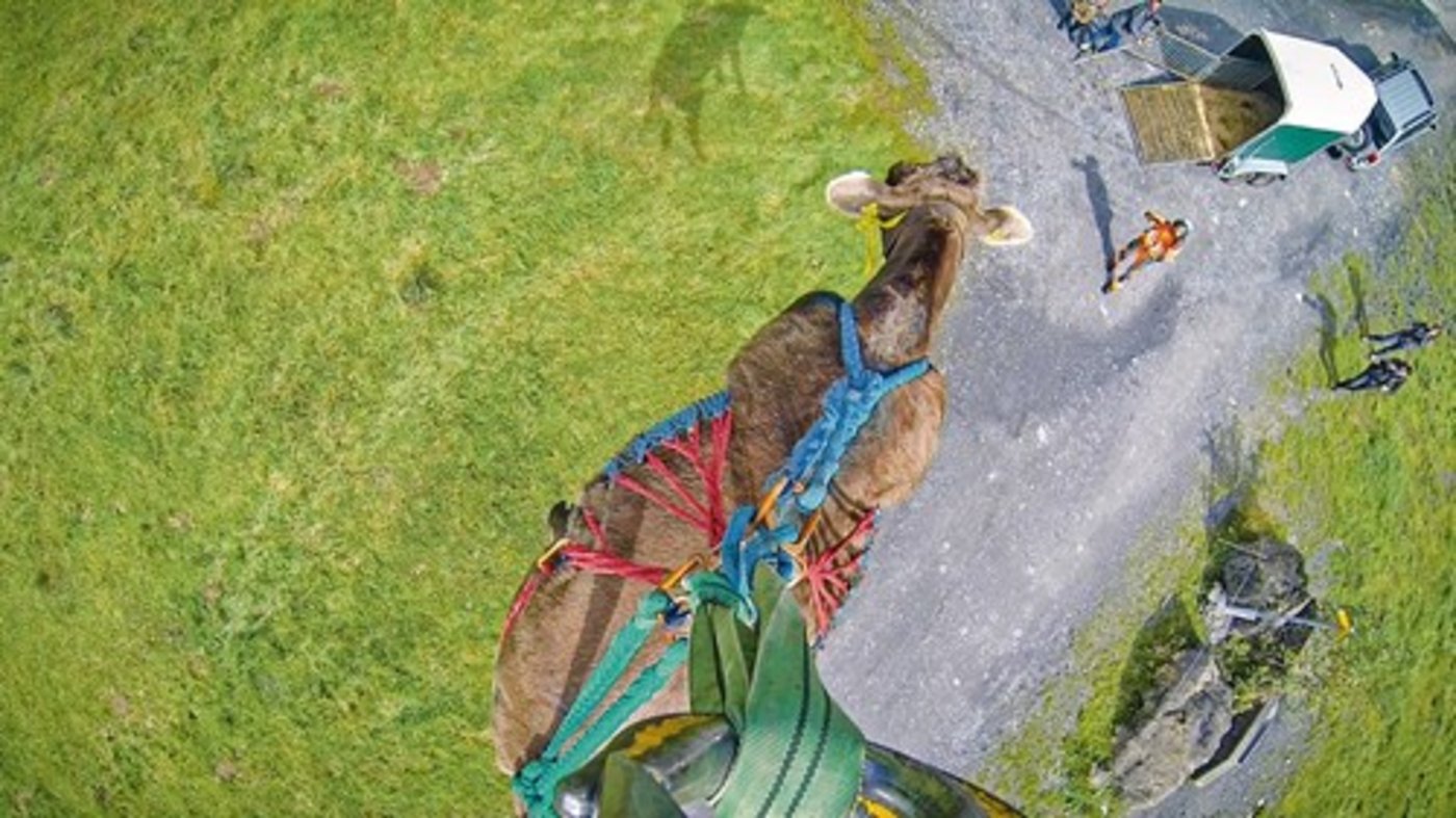 Die kleine, am Seil befestigte Kamera ermöglicht es, während des Fluges die Perspektive der Kuh einzunehmen. (Bild Sam Rolli)