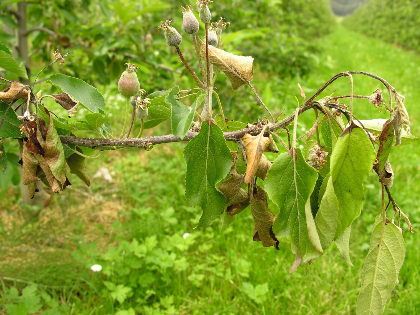 Das Feuerbrandbakterium kann sich seuchenartig schnell auf Kernobstgewächsen ausbreiten. Forscher von Agroscope und der ZHAW suchen gemeinsam nach Bekämpfungsstrategien. (Bild Agroscope)