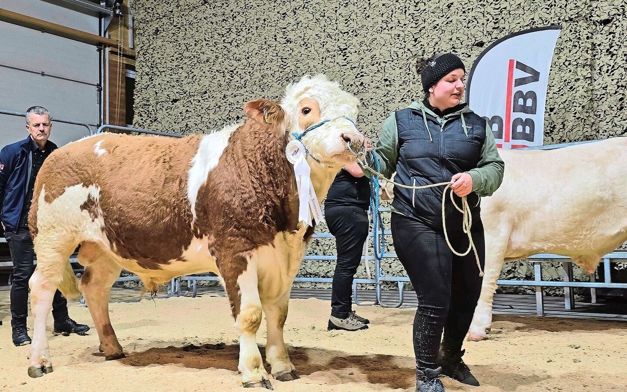 Sieger der Rasse Simmental und Suprême-Champion: Bergers Antonio von Urs und Monika Schmidli, Thalheim AG.
