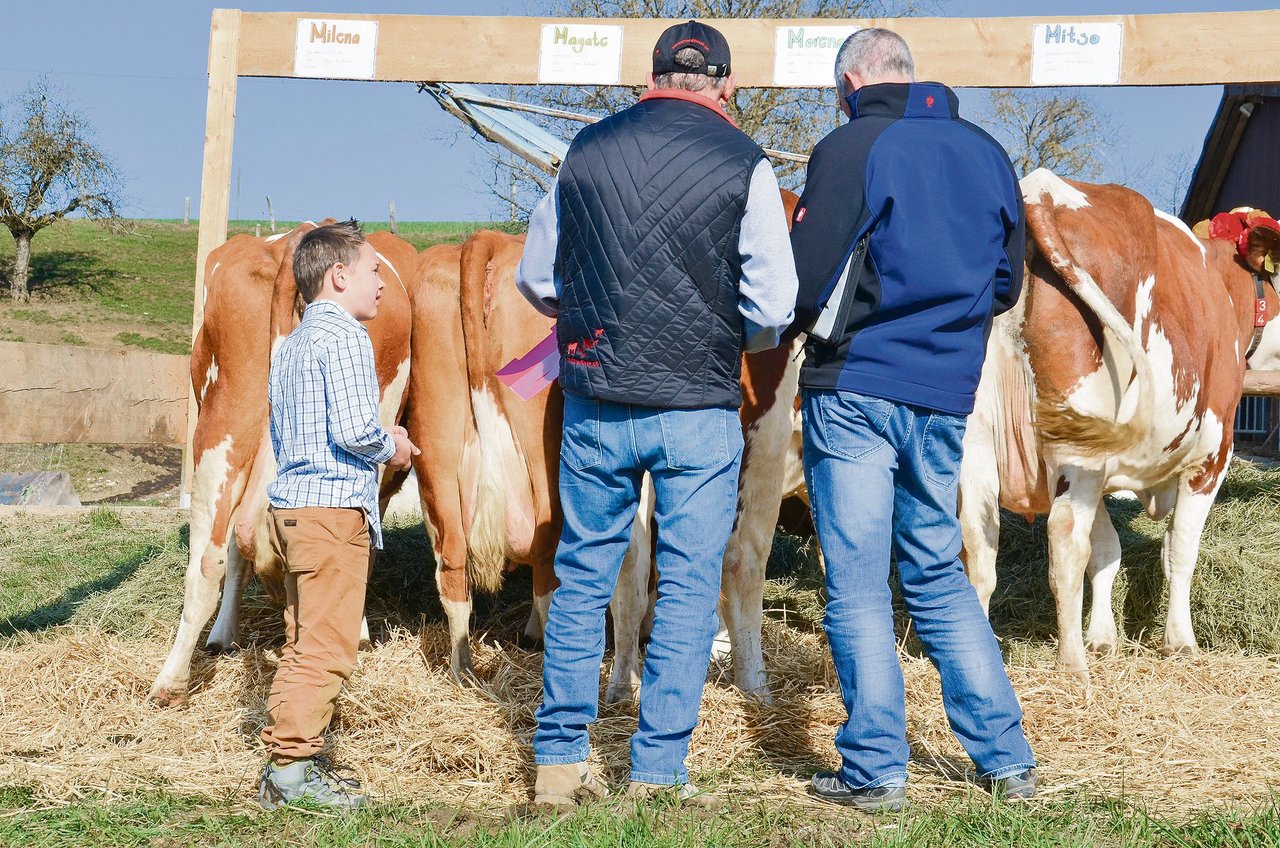 Die beiden Experten von Swissherdbook unterziehen die Rinder der Familie einer kritischen Bewertung. 