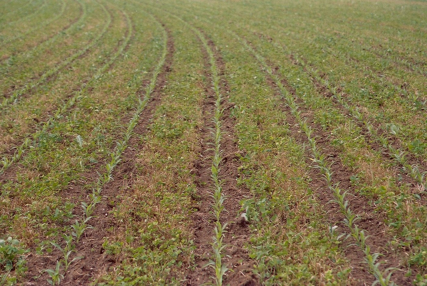 Dank tieferen Maschinenkosten und Ressourceneffizienzbeiträgen für Mulchsaaten und Herbizidverzicht wurde bei den pfluglosen Verfahren ein höherer Erlös erzielt. Im Bild eine Streienfrässaat, die den Boden zudem wirksam vor Erosion schützt. (Bild Volker Prasuhn, Agroscope)