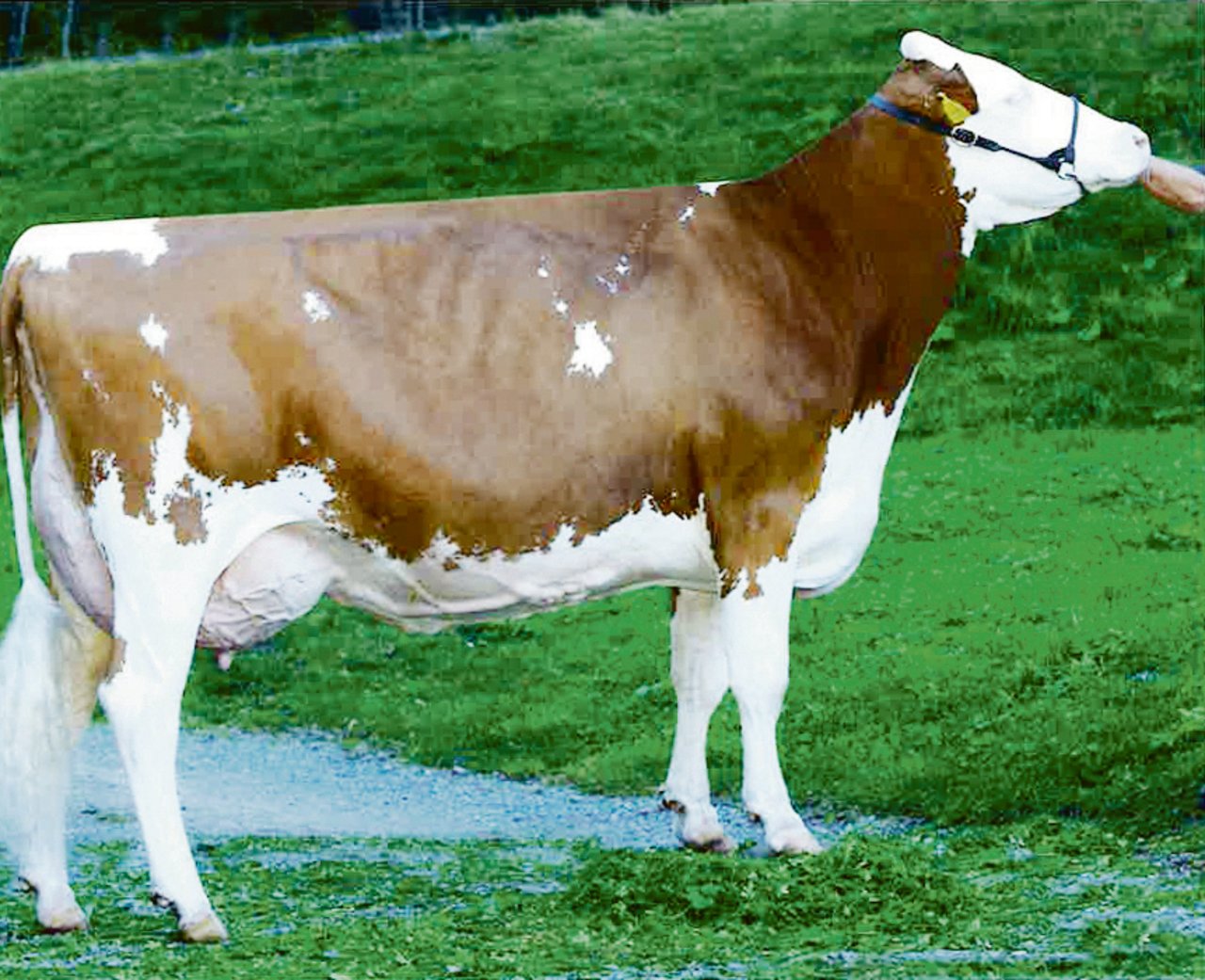 Fantast Cremona (55 55 98/EX-95) ist bis heute die Kuh, welche das Zuchtziel von Künzis verkörpert.(Bild KeLeKi)
