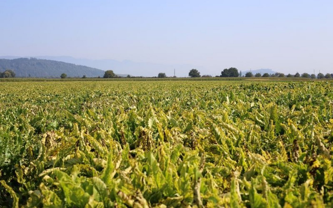Ein prägendes Bild dieser Jahr: Die Viröse Vergilbung sorgt für gelbe Blätter und kleine Rüben. (Bild ji) 