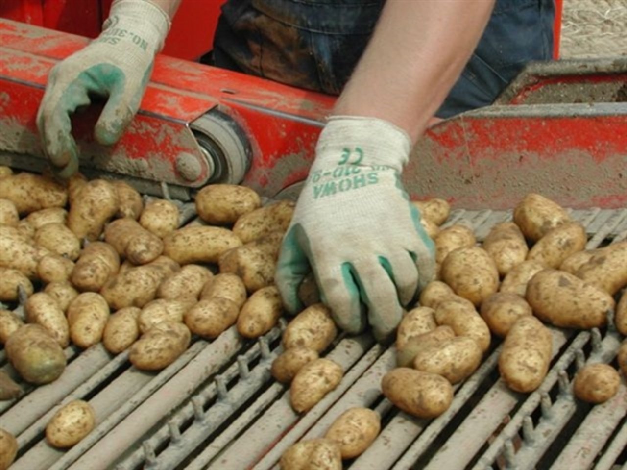 Die ersten Frühkartoffeln werden demnächst geerntet. (Bild BauZ)