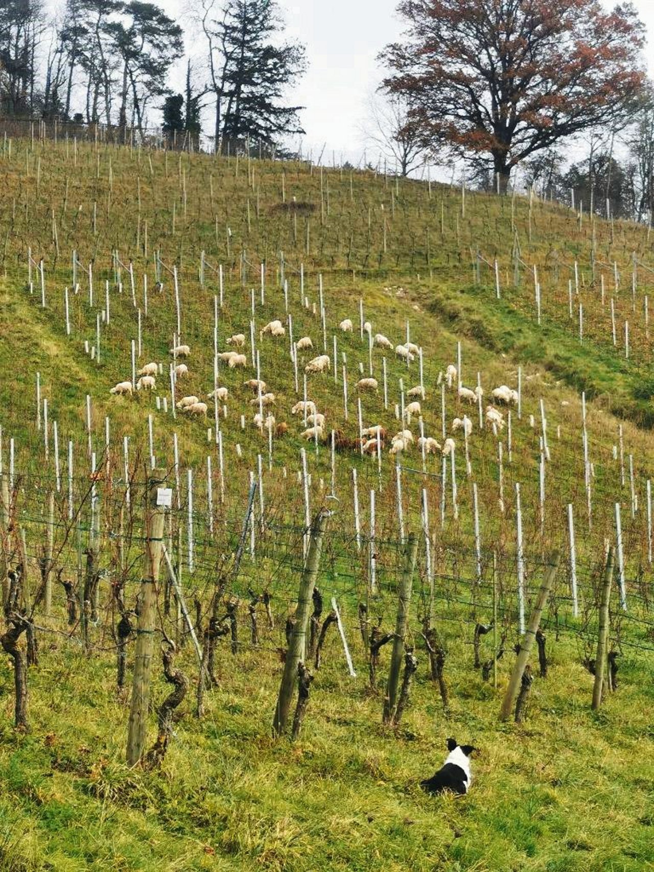 Im vergangenen Winter pflegte die Skudden-Herde den Rebberg vom Strickhof in Wülflingen.(Bild zVg)