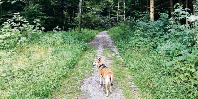 Vielerorts müssen Hunde bis Mitte oder sogar Ende Juli im Wald angeleint sein. Der Kanton Bern hat bislang auf eine Lösung verzichtet.