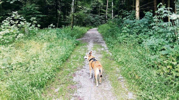 Vielerorts müssen Hunde bis Mitte oder sogar Ende Juli im Wald angeleint sein. Der Kanton Bern hat bislang auf eine Lösung verzichtet.