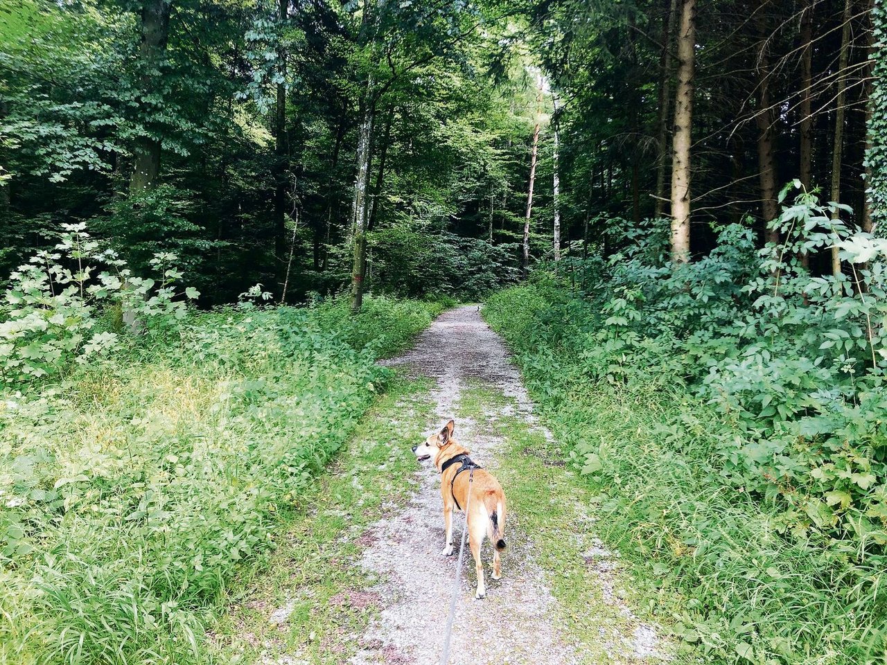 Vielerorts müssen Hunde bis Mitte oder sogar Ende Juli im Wald angeleint sein. Der Kanton Bern hat bislang auf eine Lösung verzichtet.