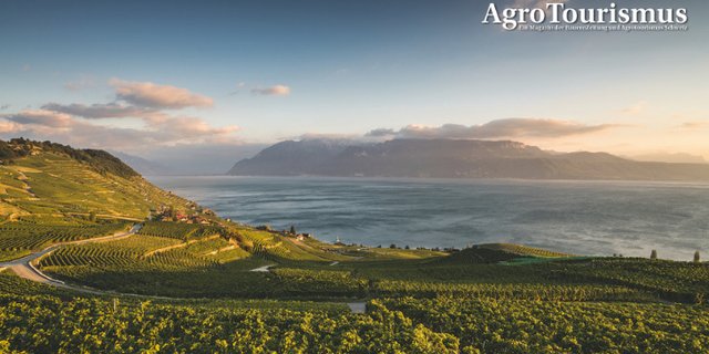 Die wunderschöne Weinbauregion Lavaux zwischen Lausanne und Vevey gehört zum Unesco-Weltkulturerbe. (Bild Schweiz Tourismus/Ivo Scholz)