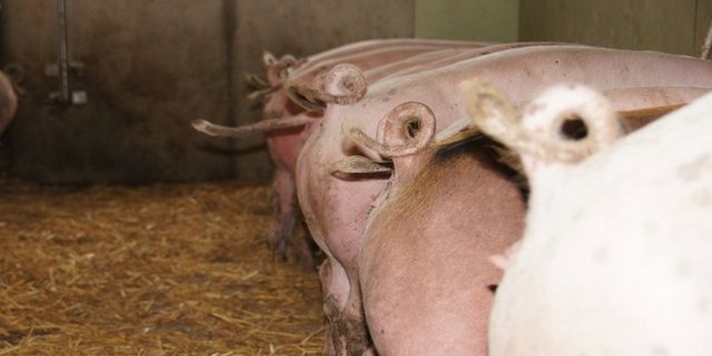 Das Label gilt vorerst nur für Schweine. (Symbolbild lid/ji)