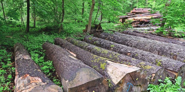 Nur die untersten sechs bis acht Meter eines Stammes eignen sich als Wertholz.