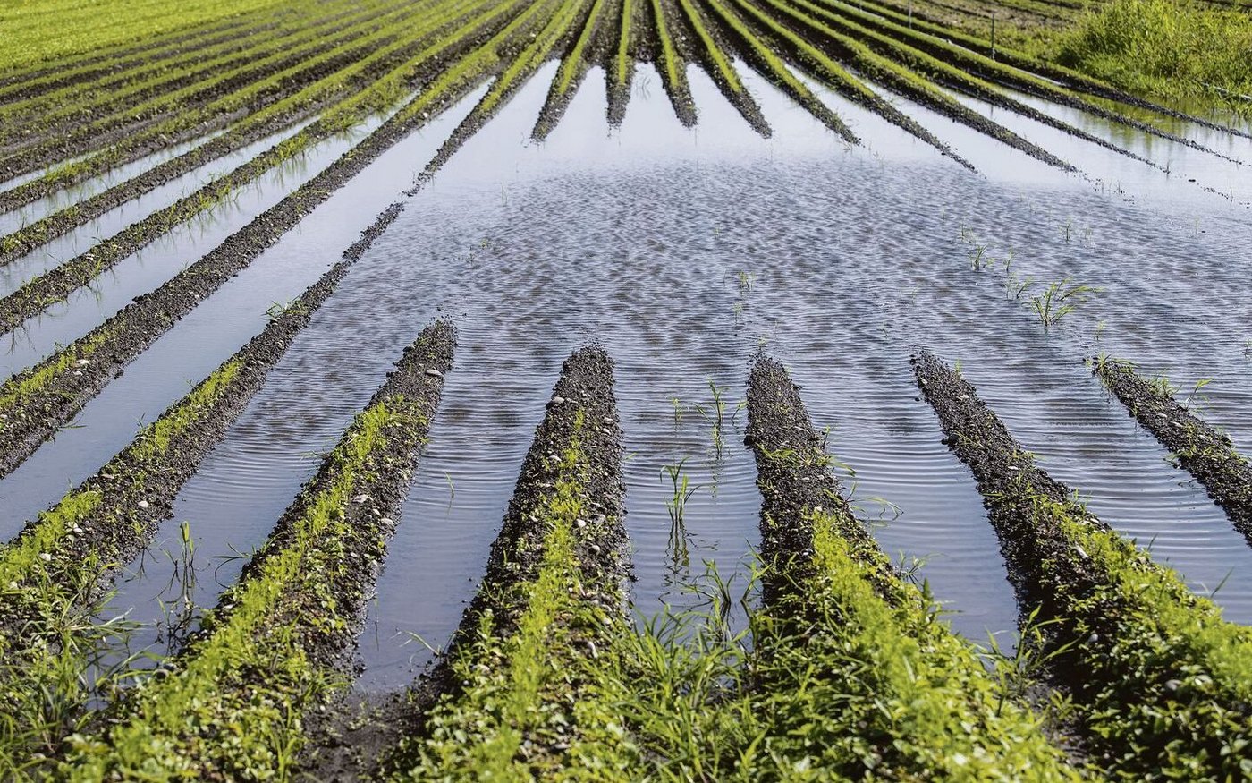 Ein überflutetes Rüeblifeld in Galmiz FR im Seeland: Fotografiert am 18. Juli 2021. Wegen des schlechten Wetters im letzten Sommer dürfte es im Laden schon bald keine Schweizer Rüebli mehr geben.  