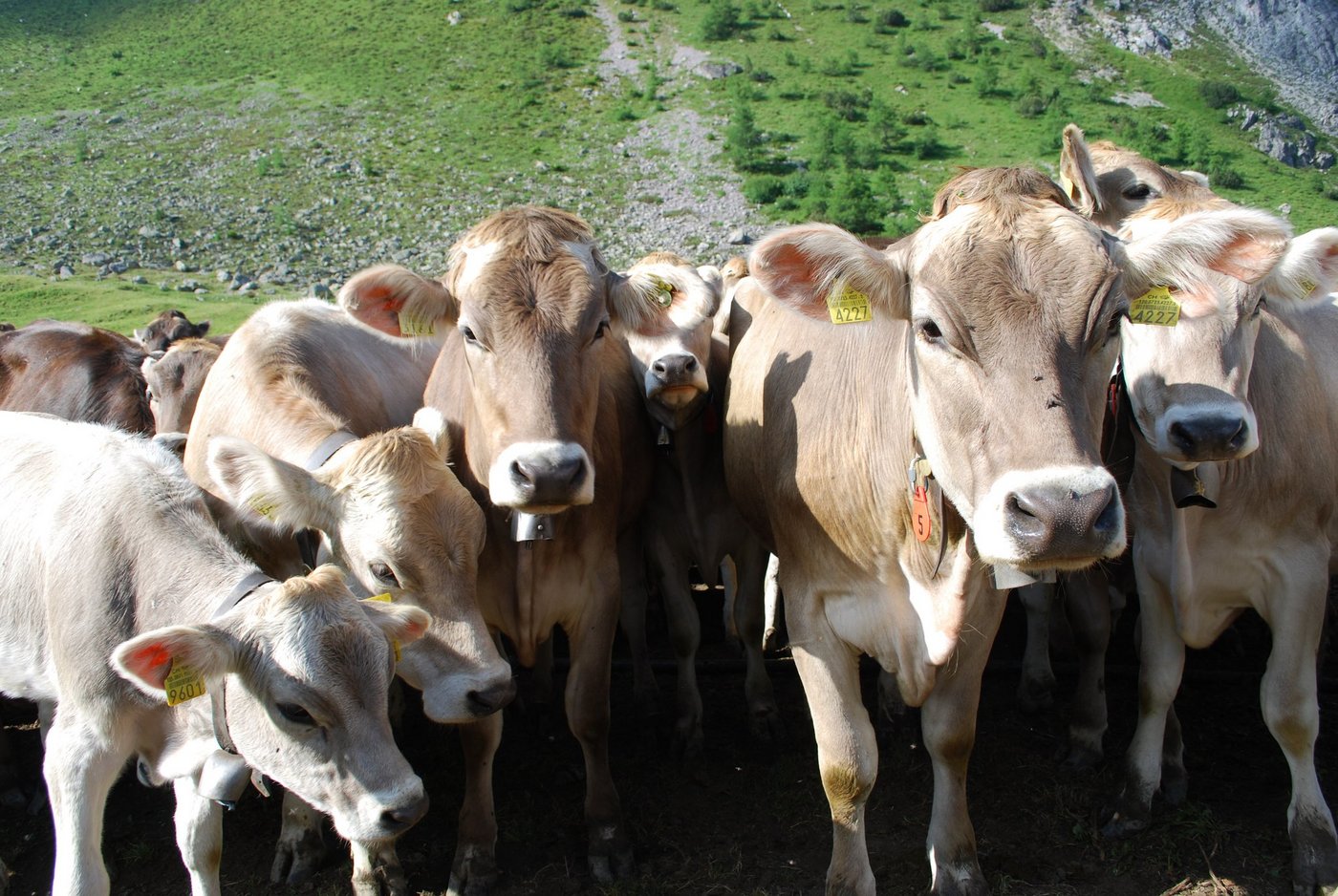 Die Ursache für den Absturz der Rinderherde ist noch nicht klar. (Symbolbild BauZ)