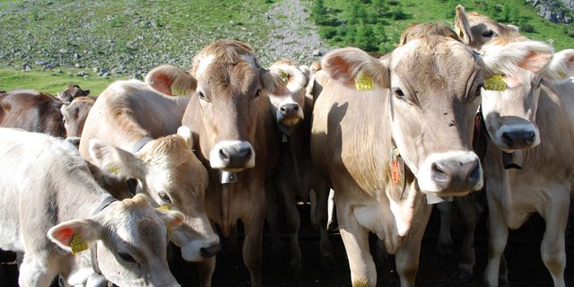 Die Ursache für den Absturz der Rinderherde ist noch nicht klar. (Symbolbild BauZ)