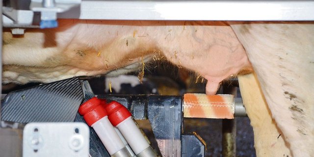 Kommt es zum Einfluss der Melkfrequenz auf den Gehalt von freien Fettsäuren in der Milch, gehen Resultate aus Studien auseinander. 