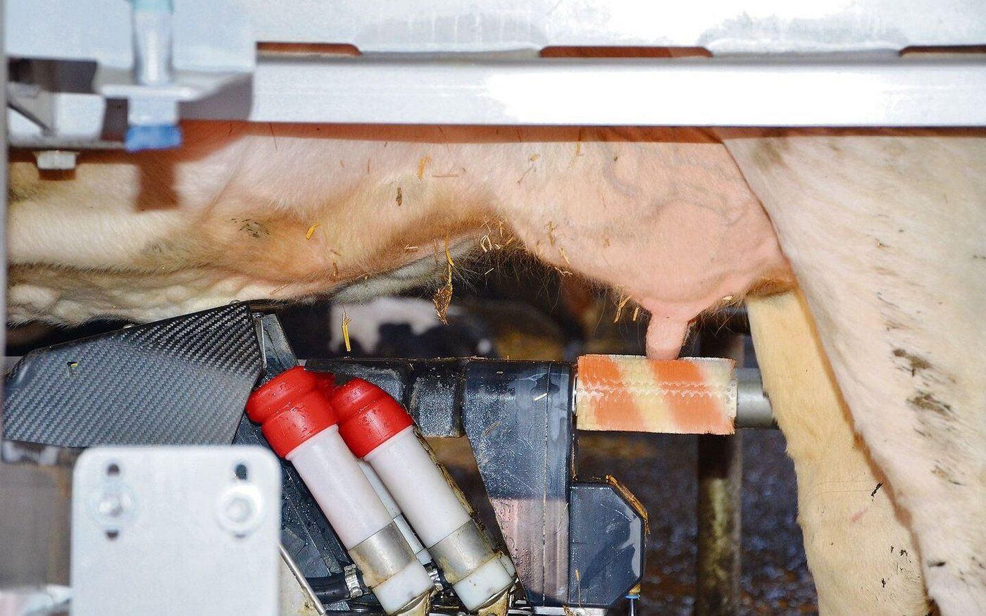 Kommt es zum Einfluss der Melkfrequenz auf den Gehalt von freien Fettsäuren in der Milch, gehen Resultate aus Studien auseinander. 