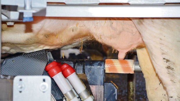 Kommt es zum Einflus Kommt es zum Einfluss der Melkfrequenz auf den Gehalt von freien Fettsäuren in der Milch, gehen Resultate aus Studien auseinander.