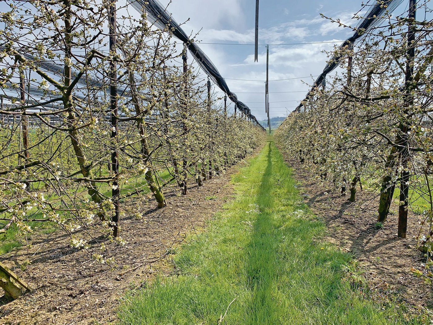 Wenig Frostschäden in der Kirschenanlage von Simon Rogger. Sorgen bereitet ihm aber jährlich mehr die Kirschessigfliege. 