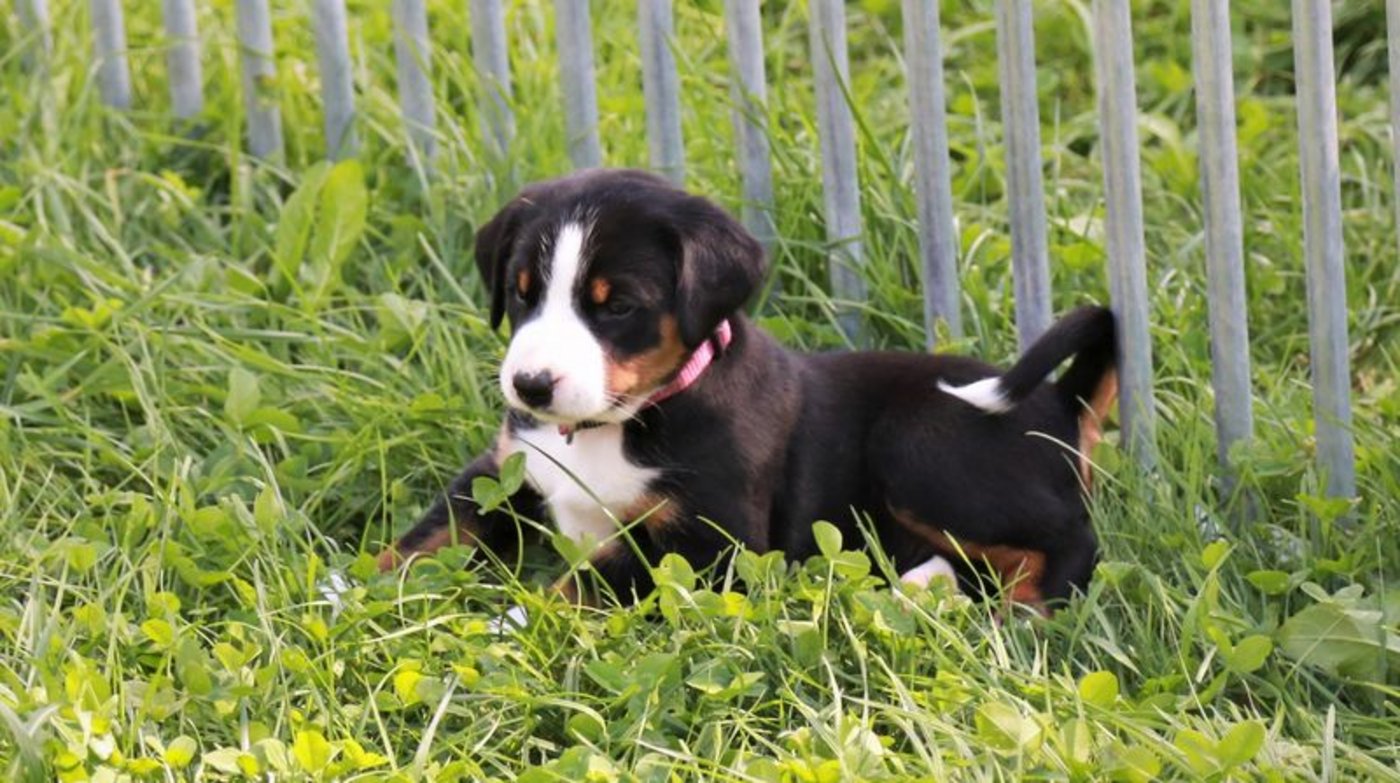 Aufmerksame Leserinnen und Leser haben vielleicht bemerkt, dass oben nur sieben von acht Welpen abgebildet sind. Hier ist das achte Blässli, dem das Getobe der anderen wohl zu viel war. (Bild ly)