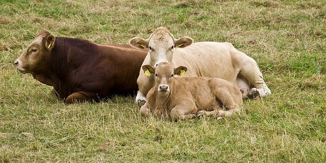 Bei der Begegnung mit einem Hund gebe es auf der Bannalp noch immer ein grosses Risiko. (Symbolbild Pixabay)